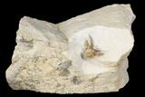 Pair Of Cyphaspis Carrolli Trilobites - Oklahoma #168868-1